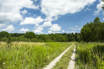 Road to the forest through wild meadows