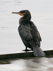 Shag waiting to fish
