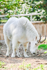 Obraz na płótnie Canvas White Rocky Mountain goat (Oreamnos americanus). Male