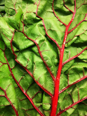 Swiss Chard