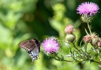 Thistle Visitation