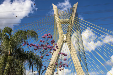Obraz premium View of the Octavio Frias de Oliveira Bridge, known as the Estaiada Bridge, and Tabebuia rosea tree in the south zone of Sao Paulo, SP