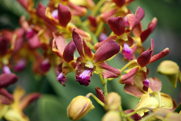 Fototapeta na wymiar Orchideen-Hybride