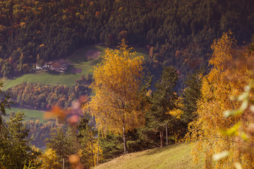 Colorful autumnal birch in Renon/Ritten forest, Alto Adige/South Tyrol, Italy
