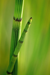 Fototapeta premium Grass