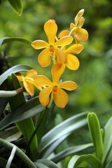 Obraz premium Orchideen-Hybride