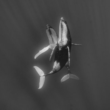 des baleines &agrave; bosse dansent
