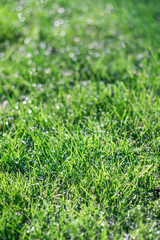 Green grass background overlay