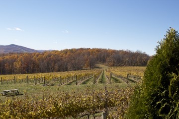 Fototapeta premium Autumn Winery View