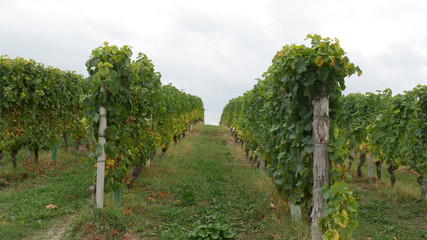 Naklejka premium Panorama Novello campagna e vino italiano