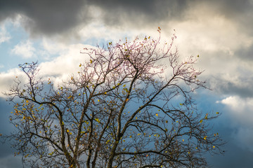 Fototapeta premium Leafless tree with the cloudy background