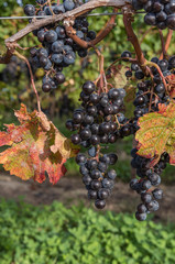 Autumn Harvest Grape Vines 