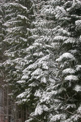 Winter tree covered with snow