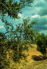 Landscape of olive trees with ripe fruits and cloudy sky, Andalusia.