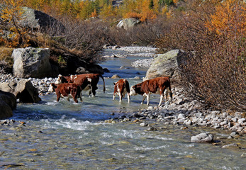 vacche al guado in Val Ferret