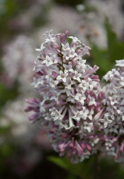 Vertical Lilac