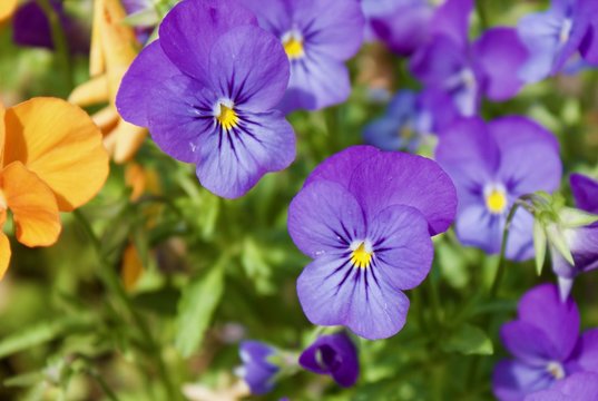 The Power of Pansies