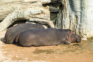 Fototapeta premium A couple of hippopotamus