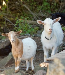Goats Peering Back