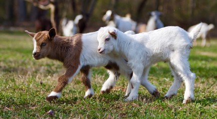 Sisters Taking A Walk