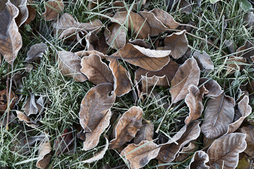 Withered leaf on green grass under morning frost
