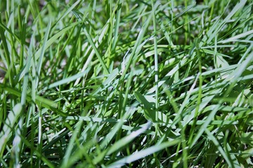 grass