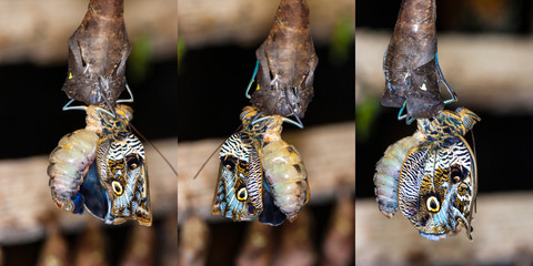 The butterfly emerges from the cocoon. The butterfly dries its wings. Ecuador. Stages of...