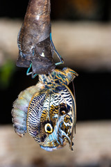The birth of a butterfly. The butterfly dies the wings on the cocoon. The butterfly left the cocoon.