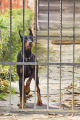 sad dog outside the fence is waiting for the owner