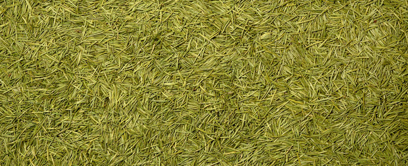 Green fir tree or spruce needles background only closeup
