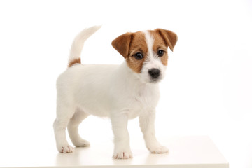 Jack russell baby. Close up. White background
