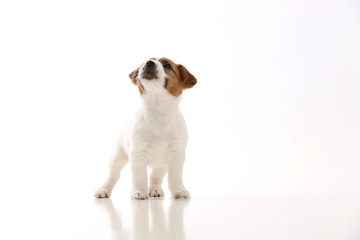 Jack russell puppy looking up. Close up. White background