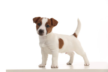 Isolated jack russell puppy. Close up. White background