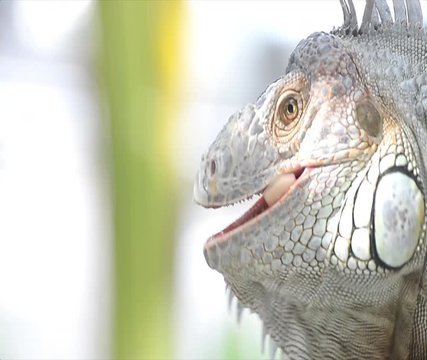 Close-up photo portrait of a big lizard reptiles Iguana ,eating fruit
