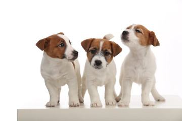 Three isolated jack russells puppy. Close up. White background
