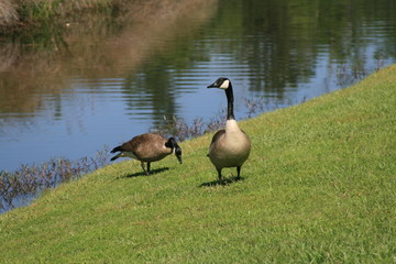 Naklejka na ściany i meble Family of geese raising thier young near a small lake