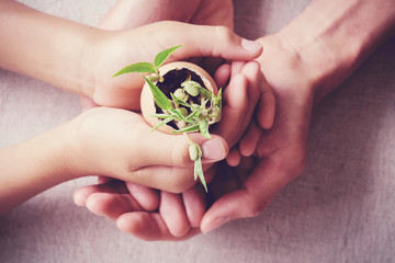 adult and child hands holding seedling plants in eggshells, eco gardening,  montessori, education,...
