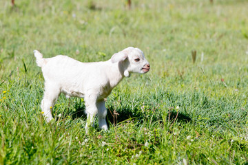 Obraz premium White goat kid standing in paddock on sunny day
