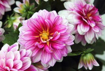 Obraz premium Pink and White Dahlia