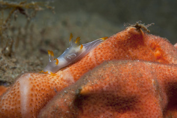 trapania invertebrate walking on the sponge