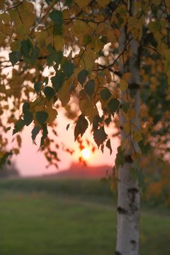 Birch-tree sunset