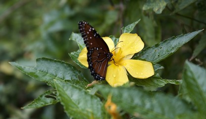 Cayman Butterfly