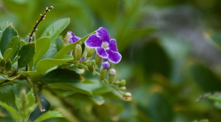 Purple and Green