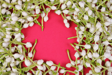 Jasmine flower