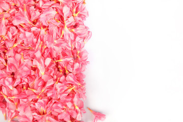 Nerium oleander- pink flowers