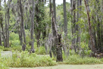 Swampy Marsh