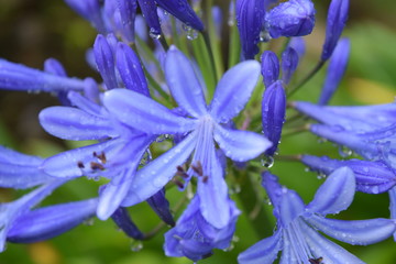 Fototapeta na wymiar Gotas de agua flor azul