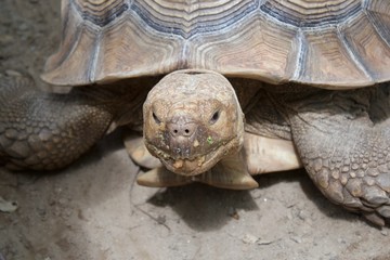 Obraz premium Old Man Tortoise