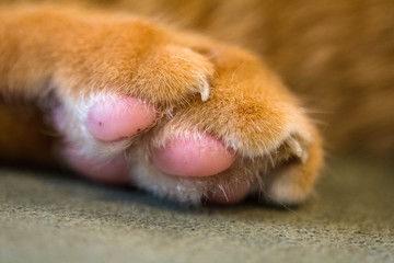 Soft yellow cat foot