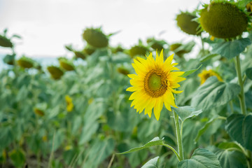 Field with sunflowers

